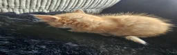 Mixed Breed cats for sale: Beautiful Kittens - Advert 16