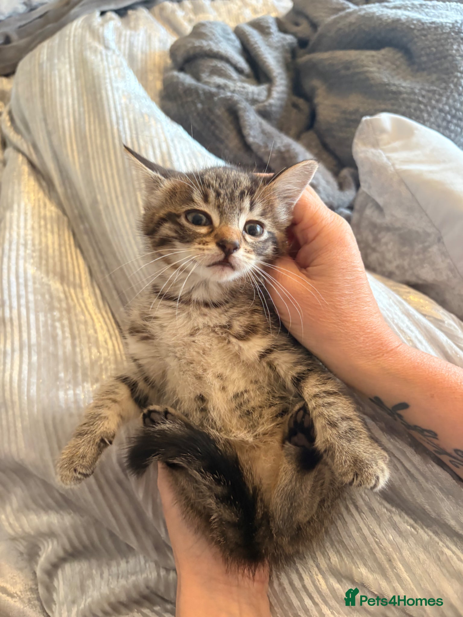 Mixed Breed cats for sale: Half maincoon - Advert 9