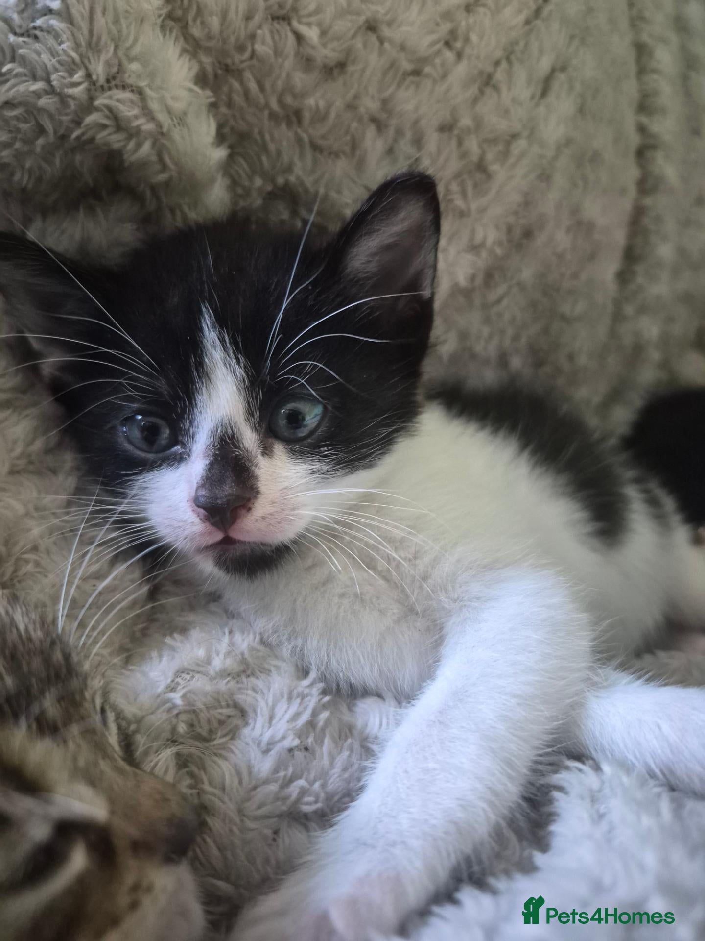 Mixed Breed cats One lovely energetic kitten left 🩵 - Advert 19