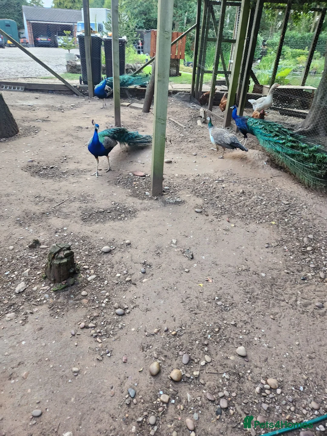 Peafowl poultry for sale: Indian blue peacock eggs  in Newark - Advert 2