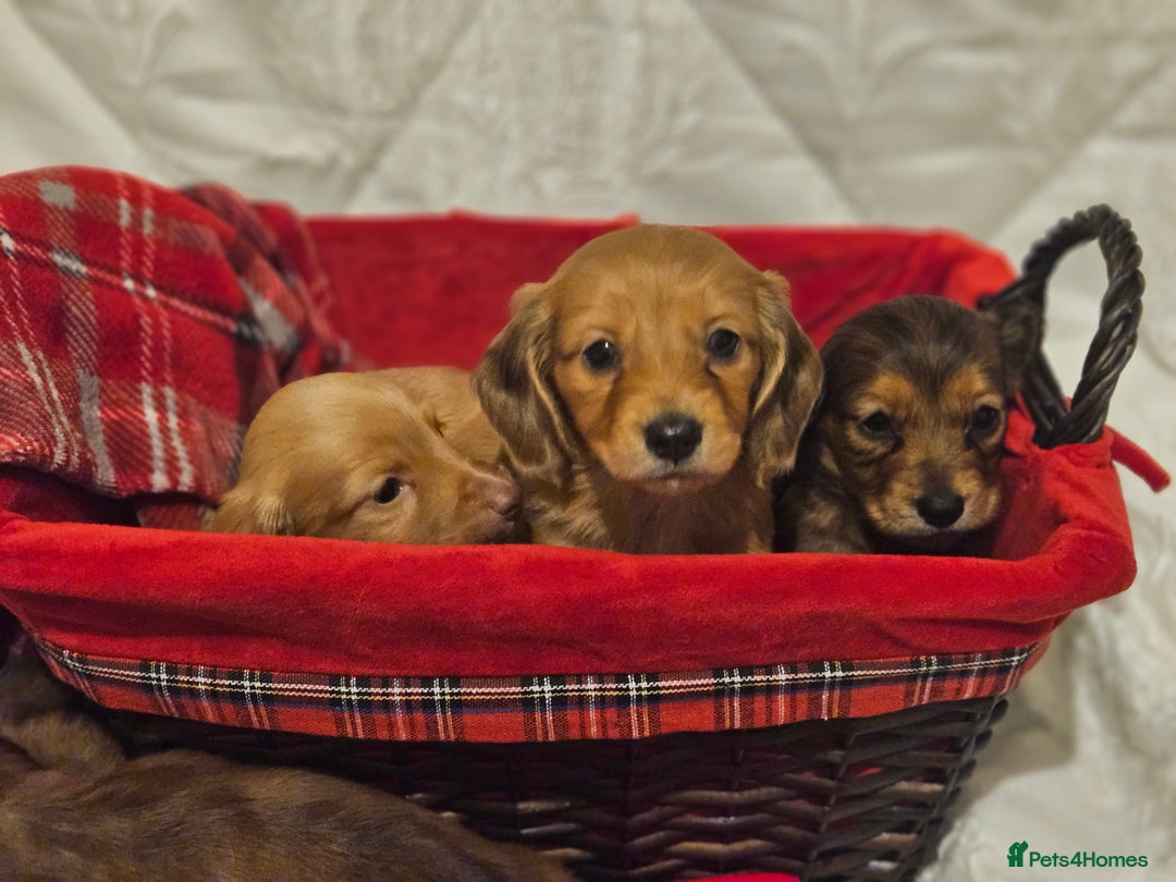 Miniature Dachshund dogs for sale: Longhaired Miniature Dachshund  - Advert 4