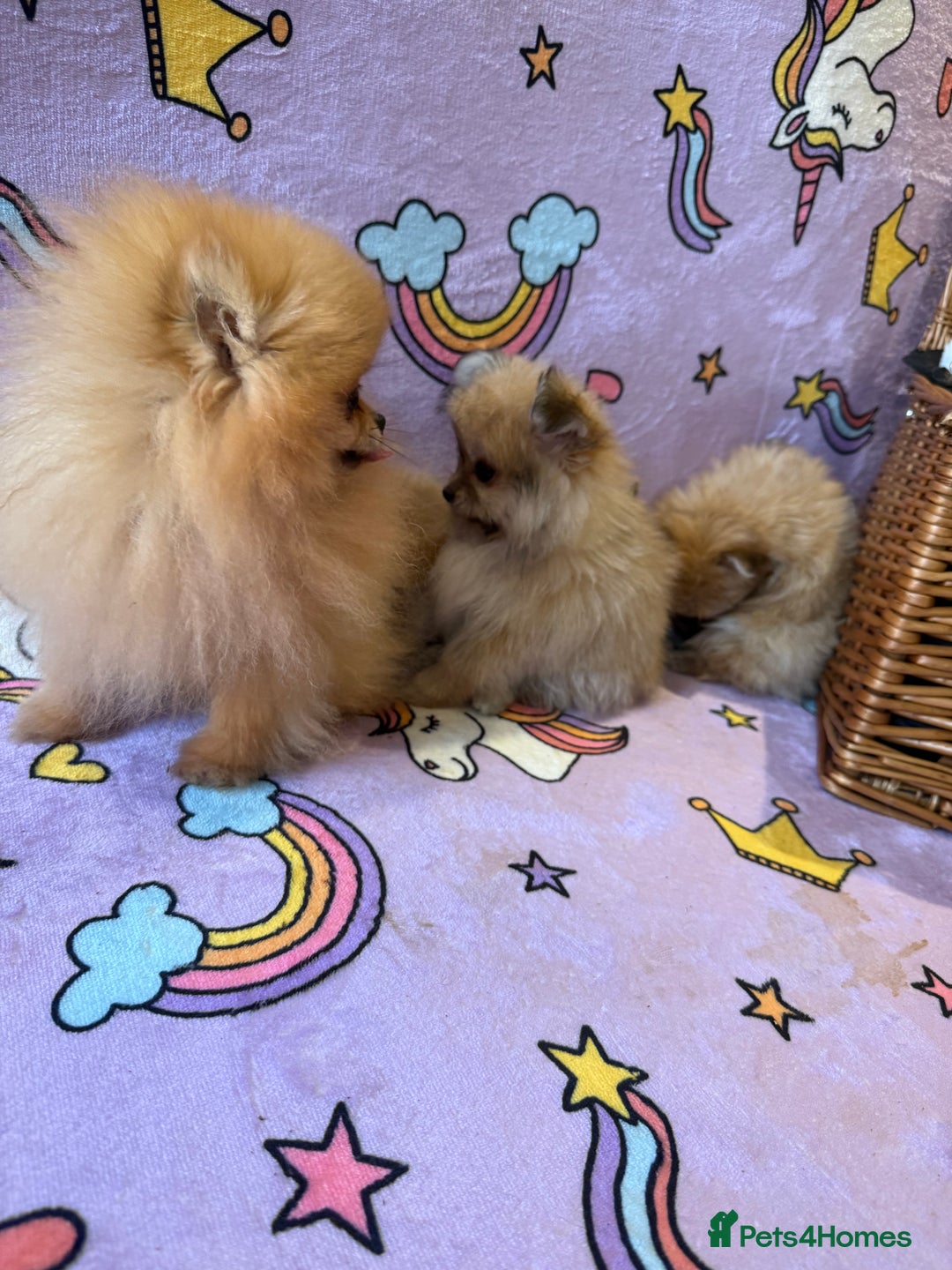 Mixed Breed dogs for sale: Maltipom  - Advert 10