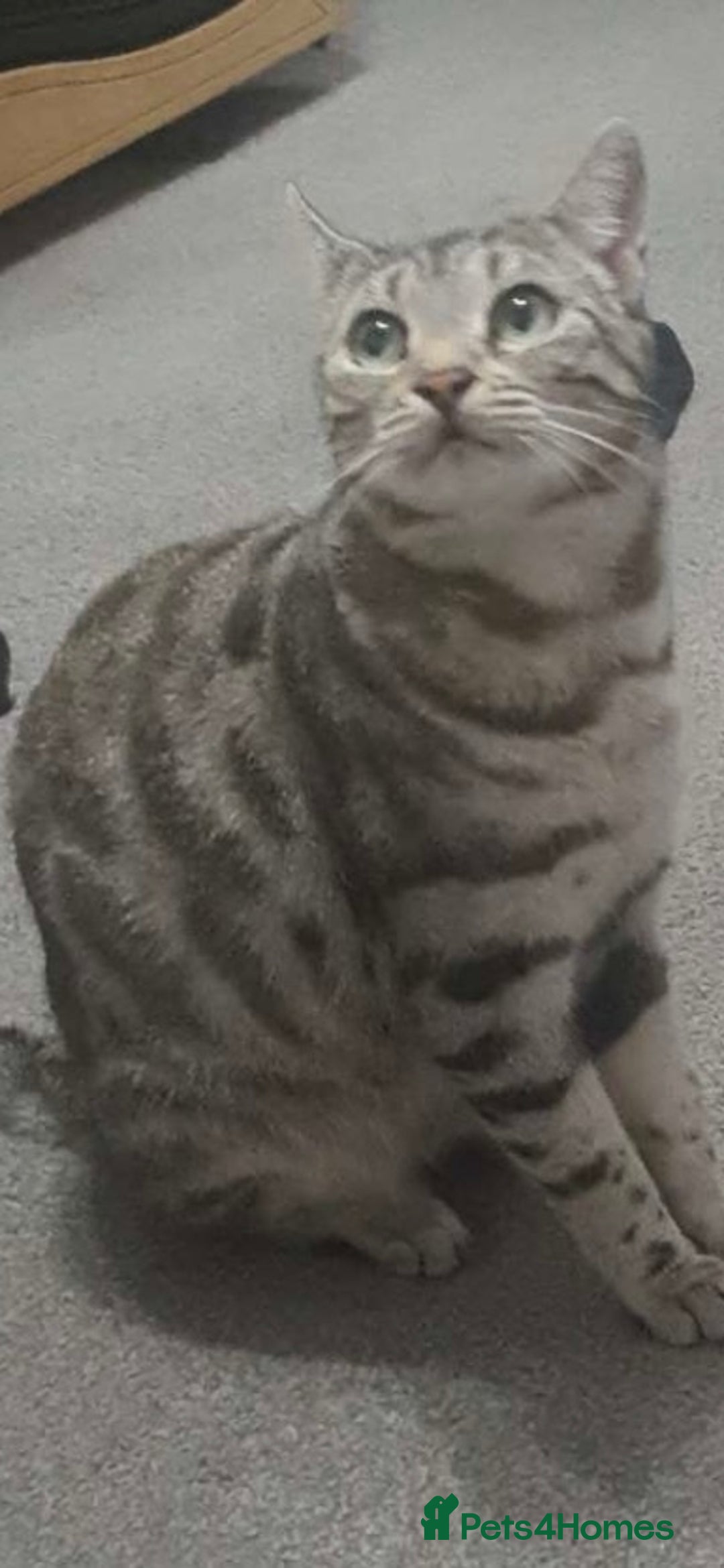 Bengal cats for sale: Bengal tabby cat  - Advert 2