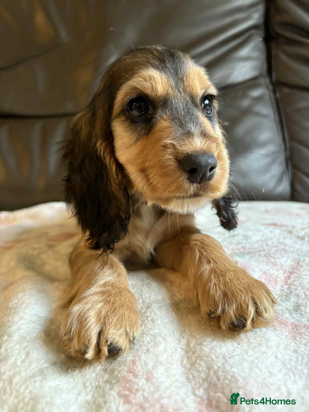 Cocker Spaniel dogs for sale: Show type Cocker Spaniel Puppies - Image 23