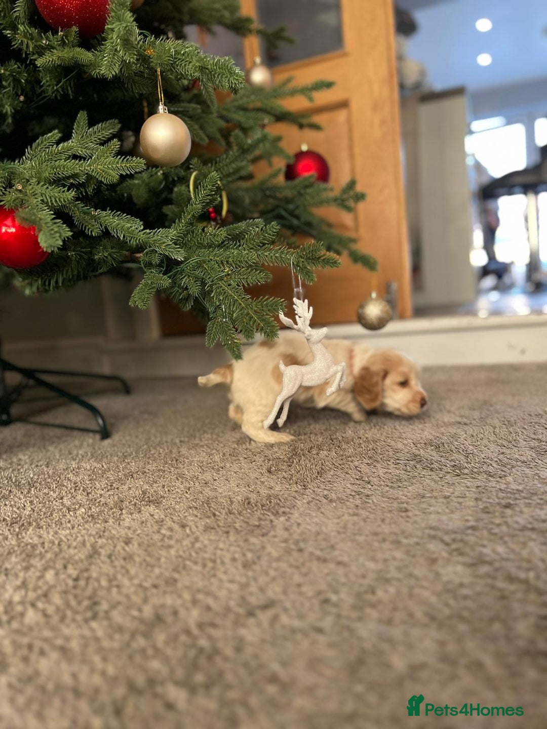 Cocker Spaniel dogs for sale: Cocker Spaniel Puppies - Advert 23