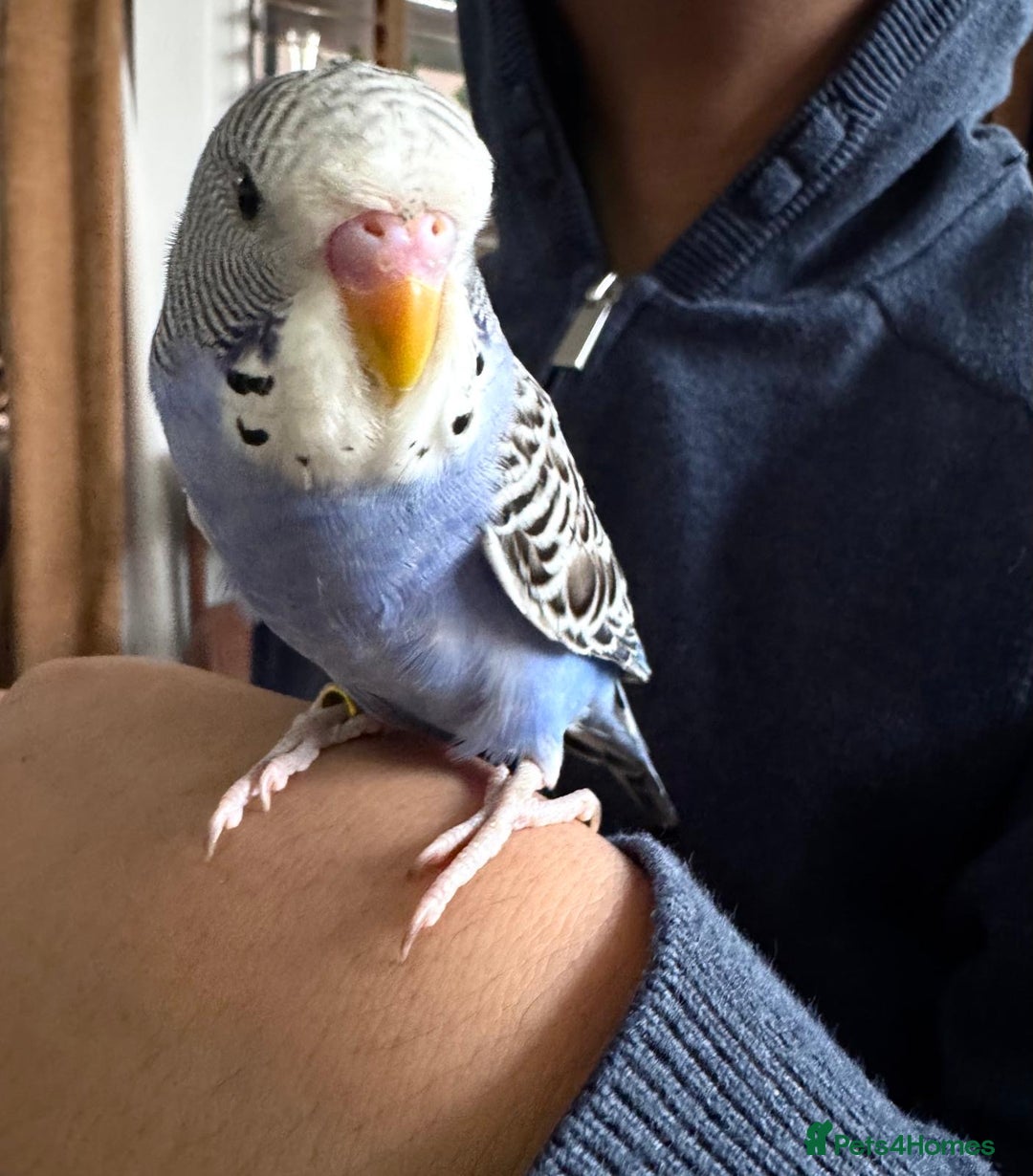 Budgerigars birds for sale: TCB, BW, Spilt BF ,spilt helicopter baby budgies  - Advert 2