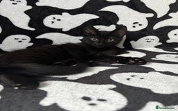 Ragdoll cats for sale: ragdoll X kittens - Image 1