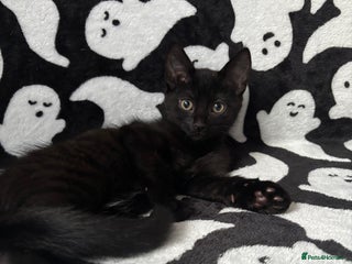 Ragdoll cats - Advert 8