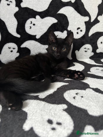 Ragdoll cats - Advert 9