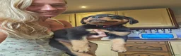 Rottweiler dogs for sale: Strong working line Rottweiler pups for sale in Dartford - Advert 15