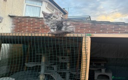 Maine Coon cats for sale: Maine Coon Kittens in Greenford - Image 33