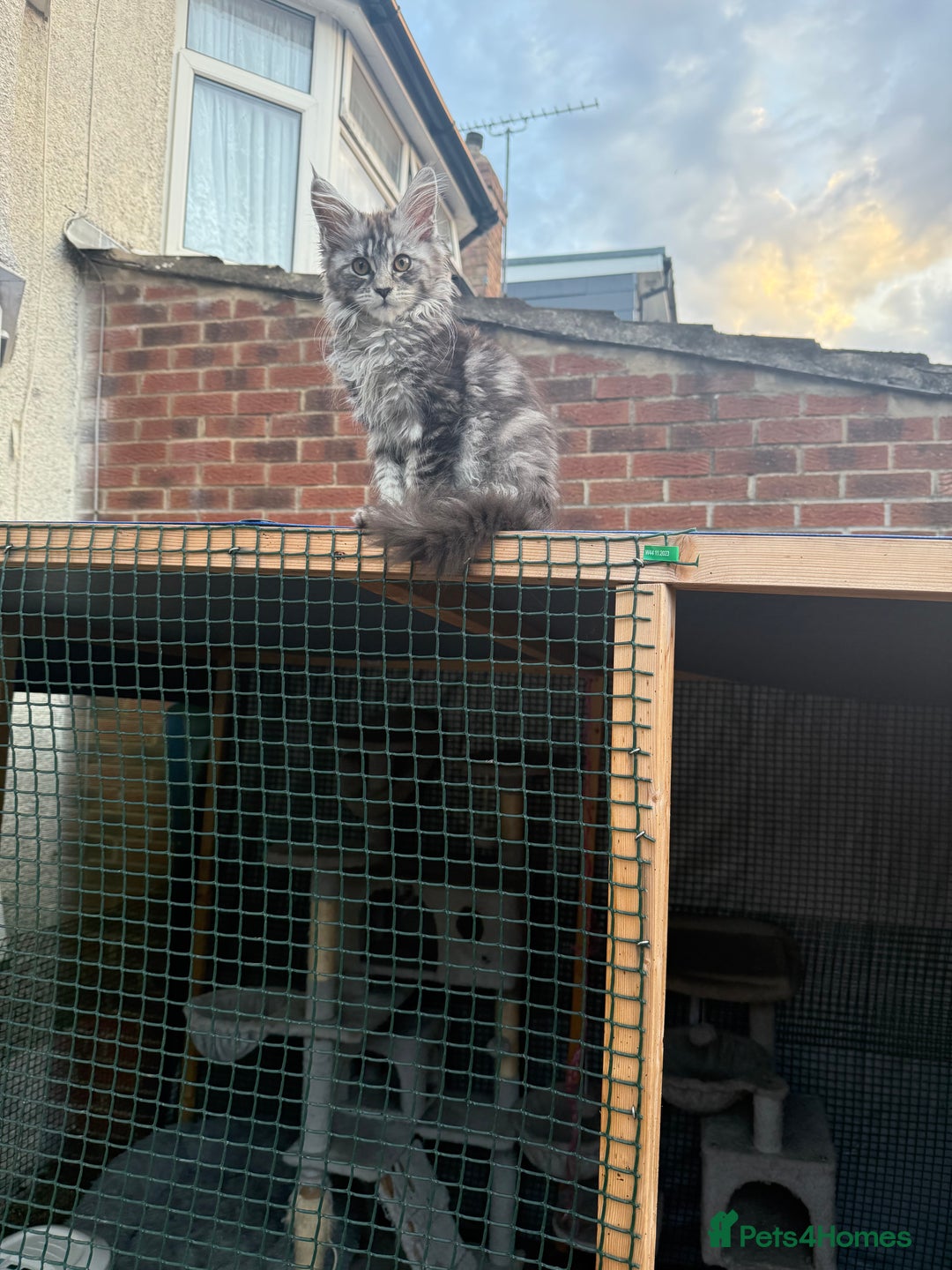 Maine Coon cats for sale: Maine Coon Kittens in Greenford - Image 33