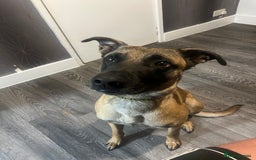 Mixed Breed dogs for sale: 2-Year-Old Male Malinois Cross Seeking Active Home - Image 1