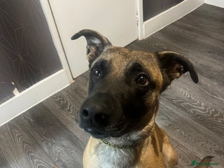 Mixed Breed dogs - Advert 1