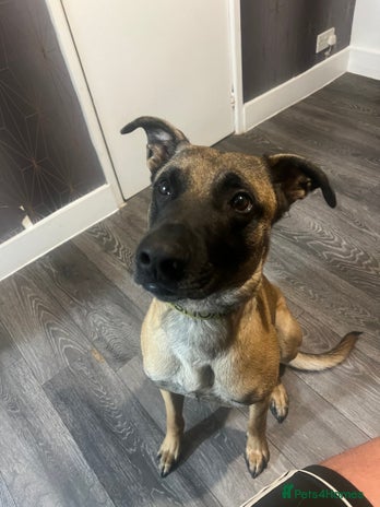 Mixed Breed dogs - Advert 1