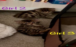 Bengal cats for sale: 3/4 Bengal - cross kittens  - Image 7
