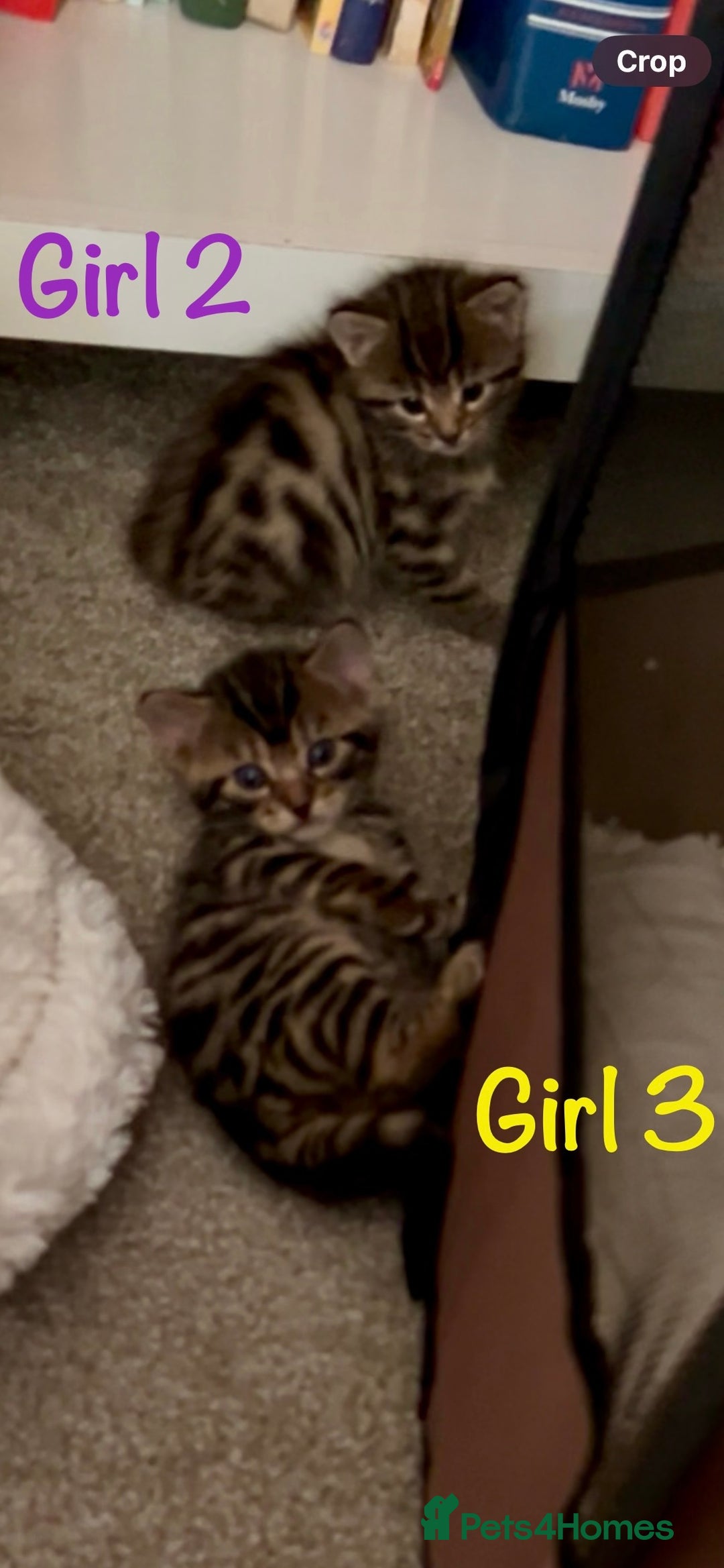 Bengal cats for sale: 3/4 Bengal - cross kittens  - Image 7
