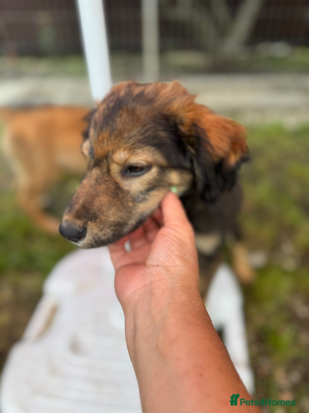 Mixed Breed dogs for adoption: RITA – a Superb young Girl for a Loving Home - Advert 12