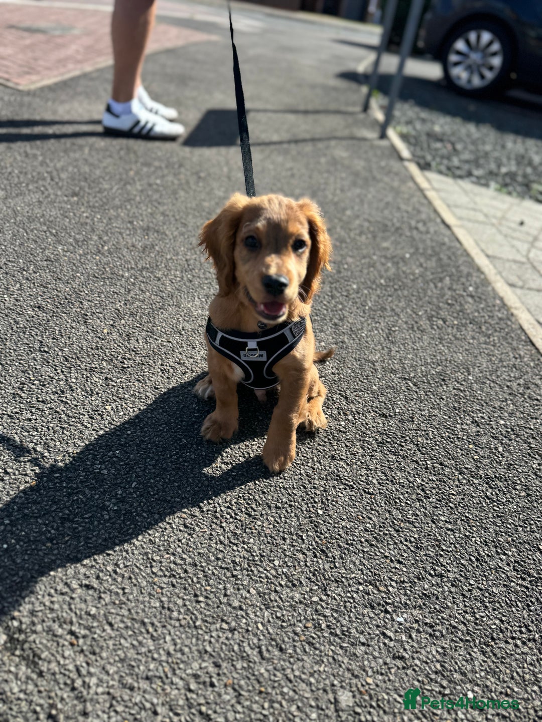 Cocker Spaniel dogs for sale: Forever Home Wanted for Our puppy, Bailey - Advert 2