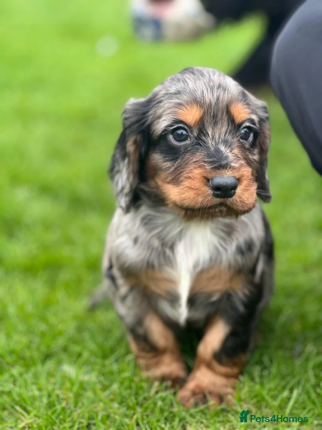 Cocker Spaniel dogs for sale: Cocker spaniel puppies READY NOW **MERLE COLOURS** in Walsall - Advert 2