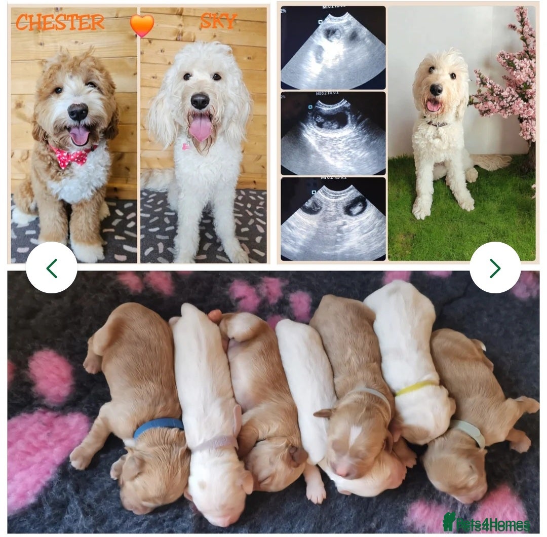 Labrador Retriever dogs for stud: Hip0/0 Elbow 0/0 Australian Labradoodle  - Advert 37