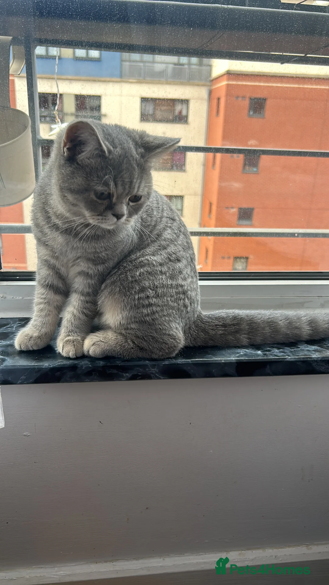 Mixed Breed cats for sale: Half British shorthair  - Advert 4
