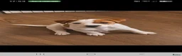 Jack Russell dogs for sale: Patch - Advert 2