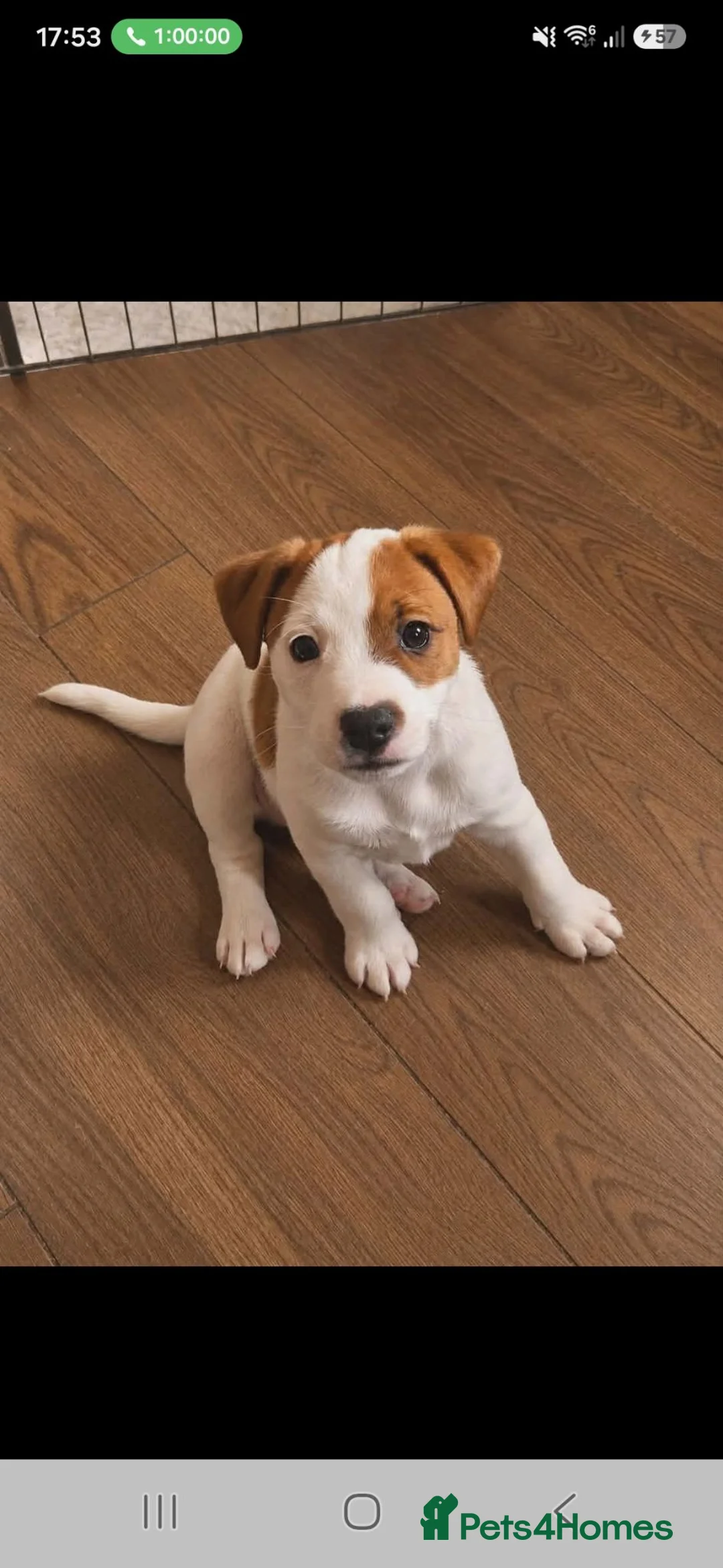 Jack Russell dogs for sale: Patch - Advert 2