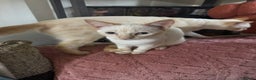 Domestic Shorthair cats for sale: Beautiful 18 week Old kittys  - Advert 11