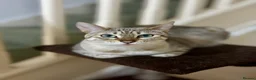 Bengal cats for sale: 2 Female Bengals for Sale in Kidderminster - Advert 6