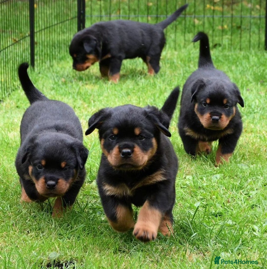Rottweiler dogs for stud: Onex de Tierra Ibera now available for stud in Newark - Image 32