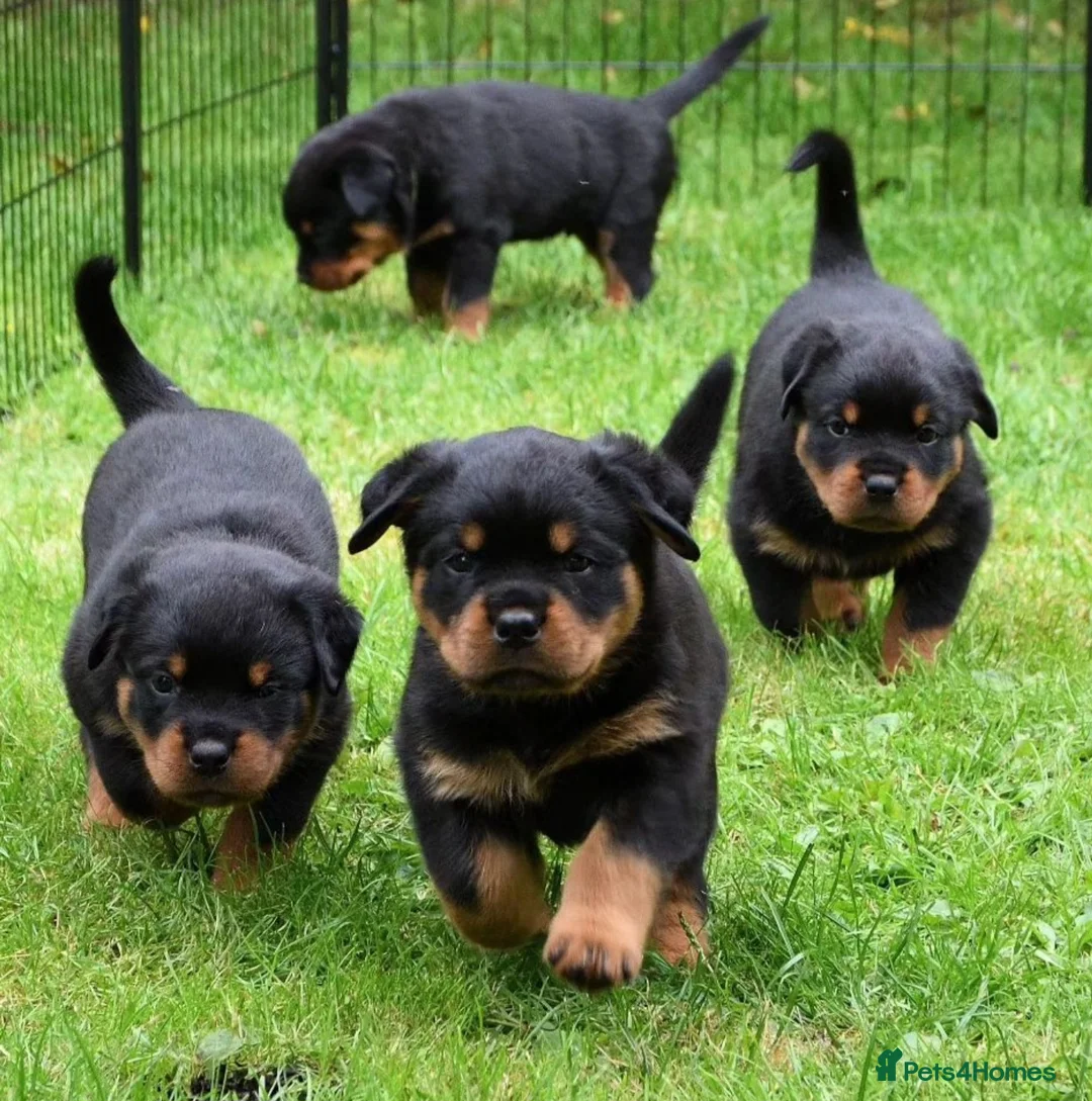 Rottweiler dogs for stud: Onex de Tierra Ibera available for stud in Newark - Advert 32