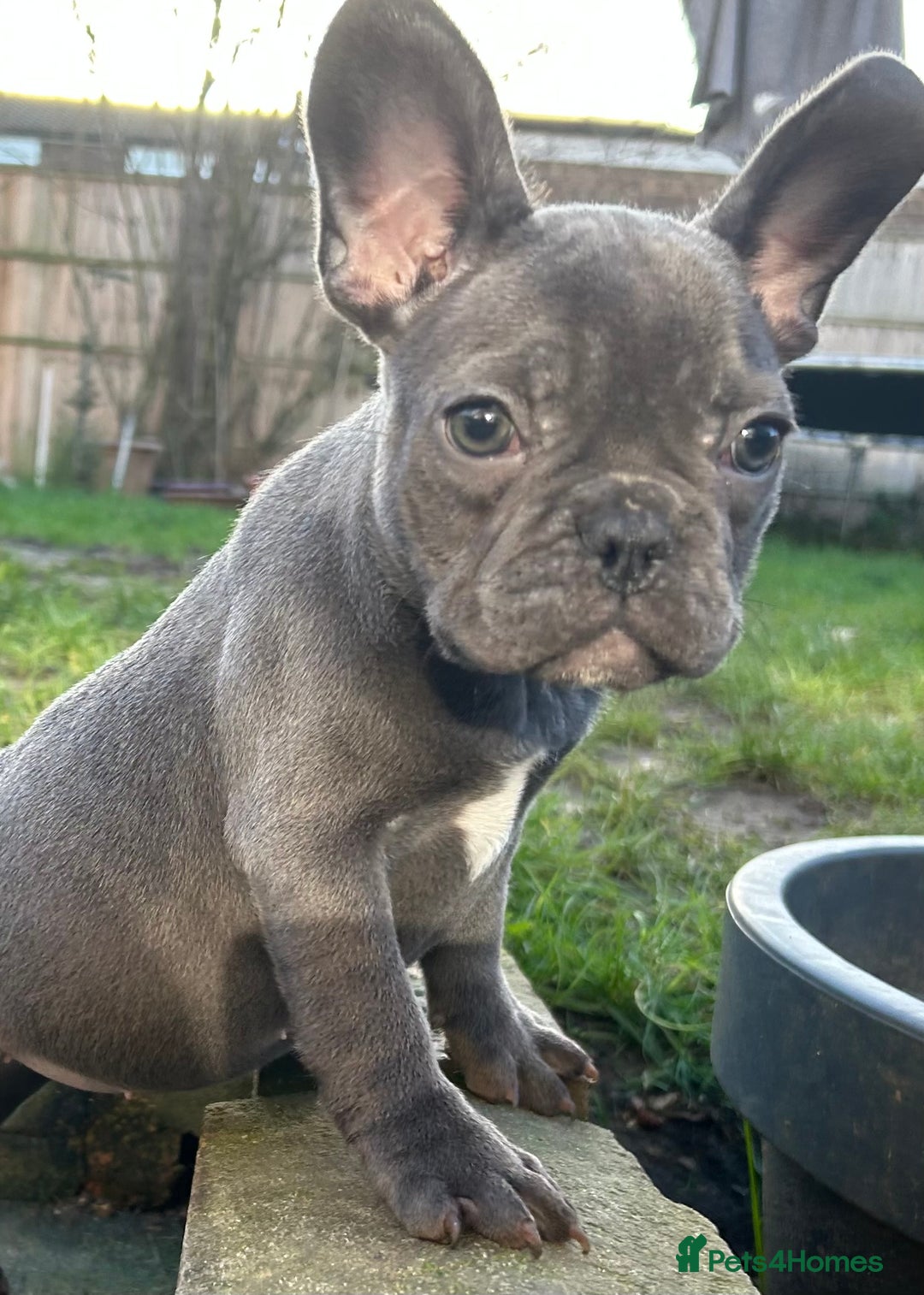 French Bulldog dogs for sale: French Bulldog Blue Girl 12 weeks old ! Last one - Advert 21