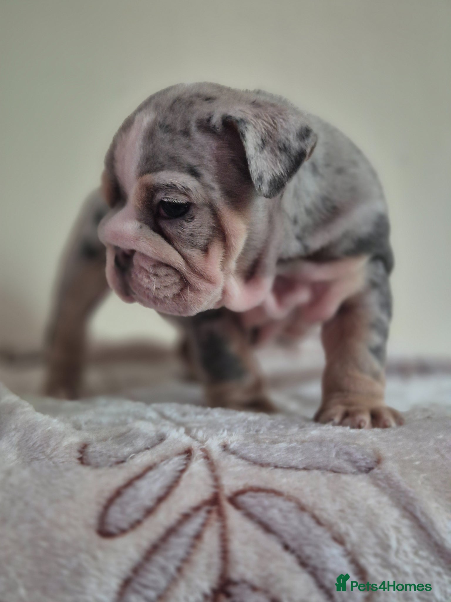 English Bulldog dogs Stunning Lilac Bulldogs - Advert 12