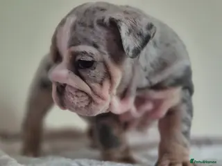 English Bulldog dogs Stunning Lilac Bulldogs - Advert 12