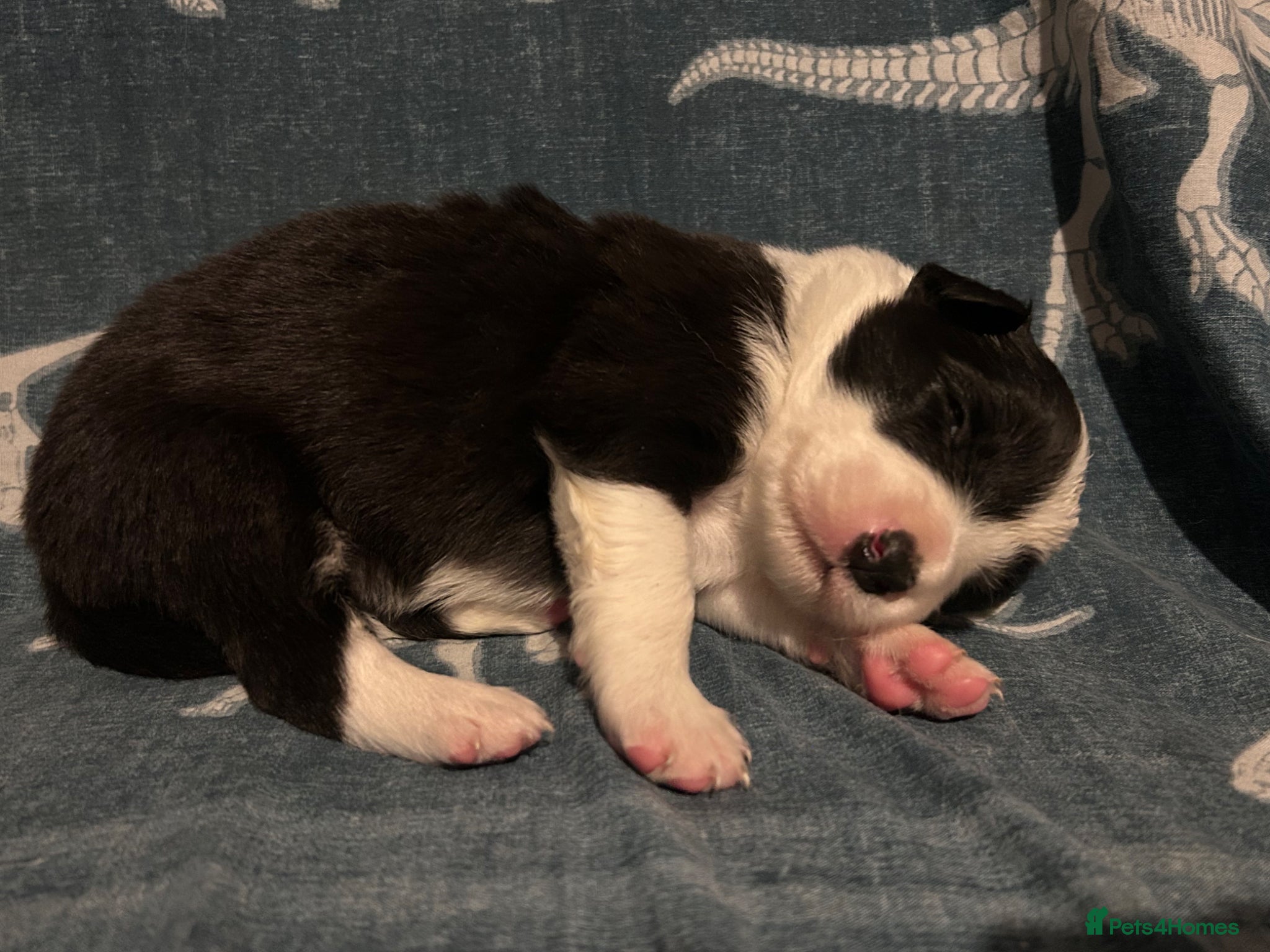 Border Collie dogs for sale: 1 health tested boy left - Advert 21