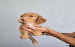 Cocker Spaniel dogs for sale: Working cocker spaniel puppies  - Image 10