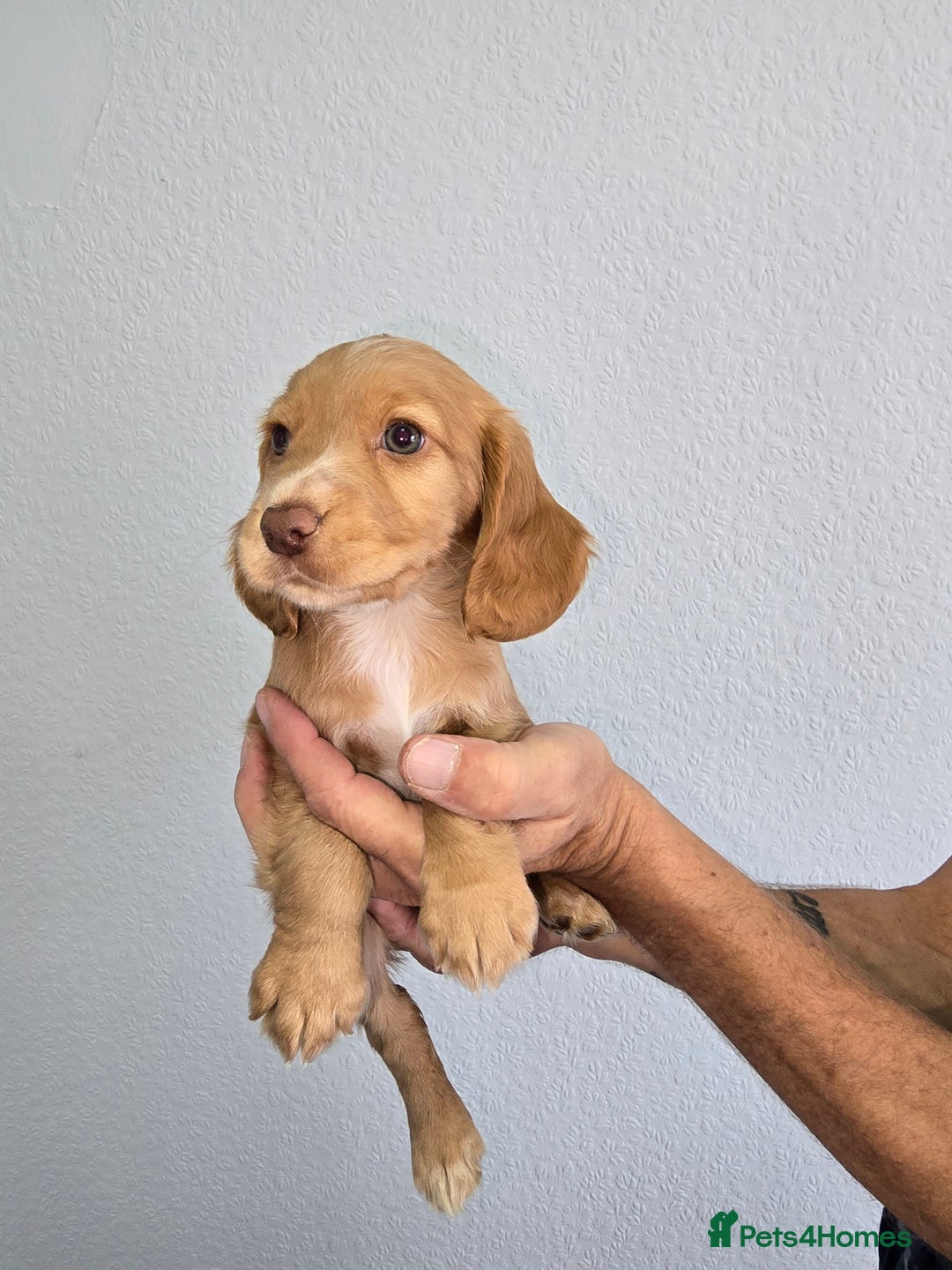 Cocker Spaniel dogs for sale: Working cocker spaniel puppies  - Image 10