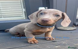 Miniature Dachshund dogs for sale: 💙Miniature Dachshund Puppies – Isabella & Blue 💖 - Image 8