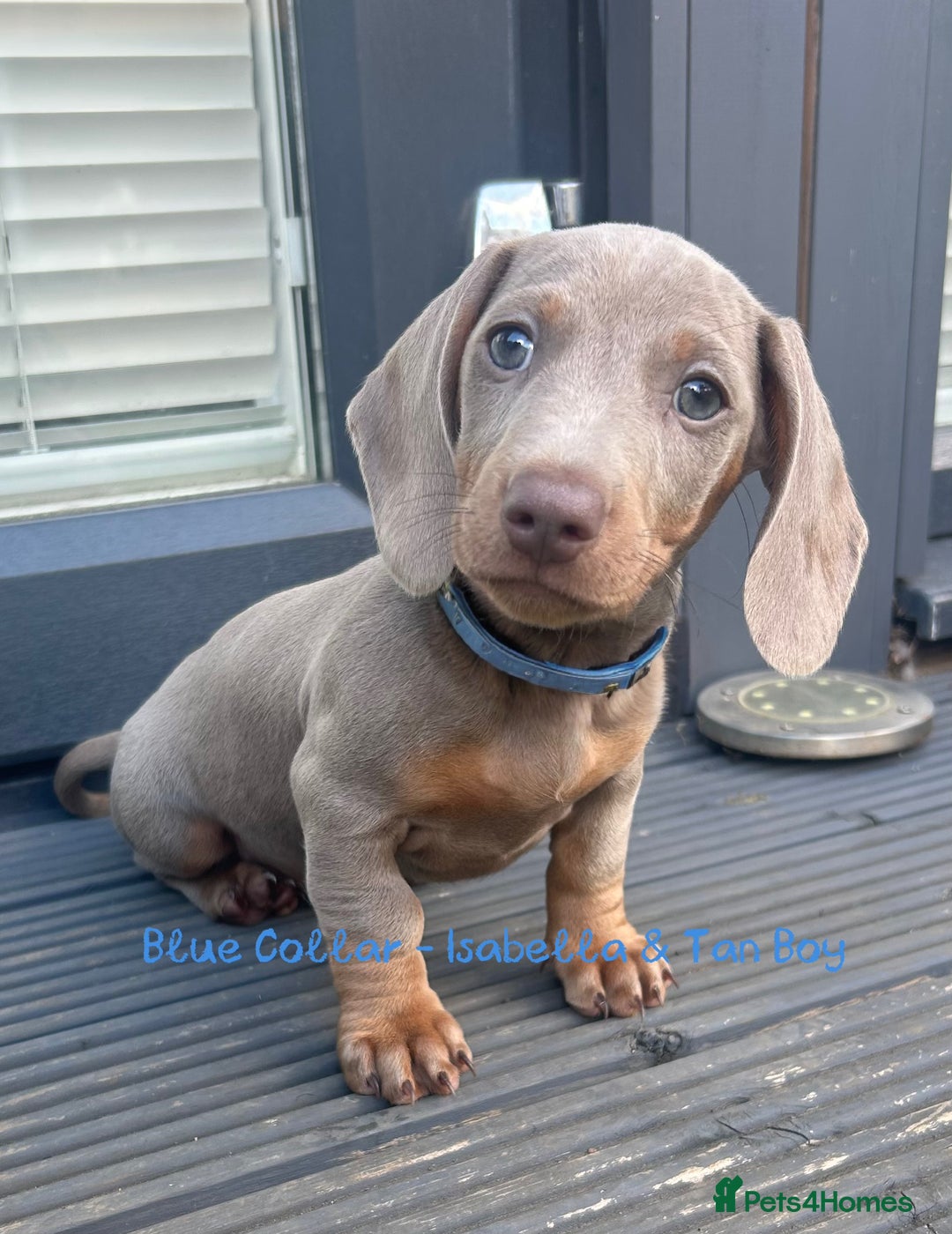 Miniature Dachshund dogs for sale: 💙Miniature Dachshund Puppies – Isabella & Blue 💖 - Image 8