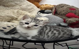 Bengal cats for sale: Stunning silver bengal cross - Image 5