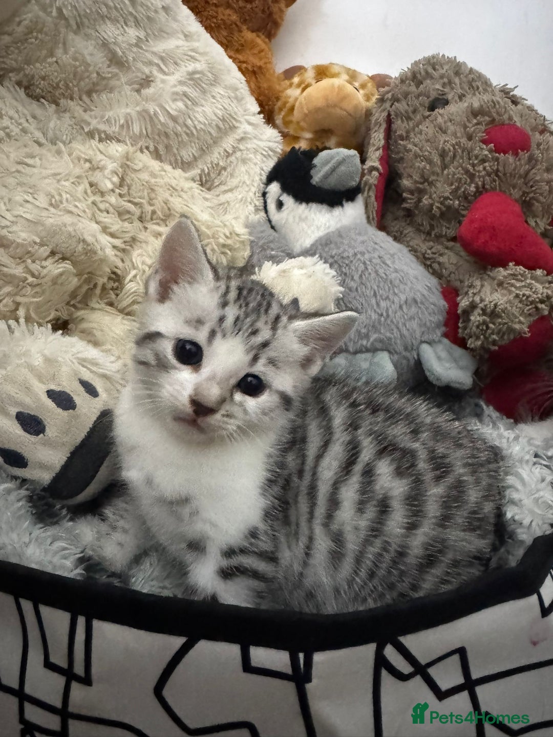 Bengal cats for sale: Stunning silver bengal cross - Image 5