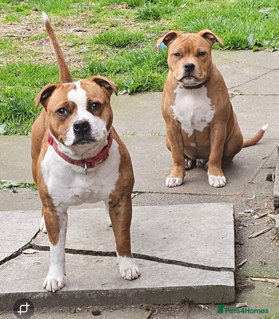 Staffordshire Bull Terrier dogs for stud: 🥨ZEUS PIED PERFECTION 🥨 COI 2.1% in Rochdale - Advert 13
