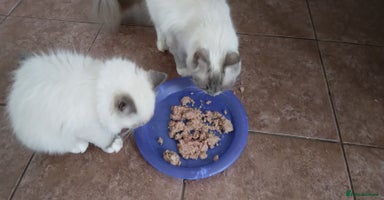 Siberian cats - Advert 2