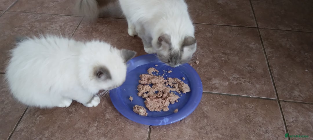 Siberian cats for sale: Beautiful pure Ragdoll  - Image 3