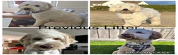 Mixed Breed dogs for sale: Multigeneration Cream/Apricot Double Labradoodles  - Advert 27
