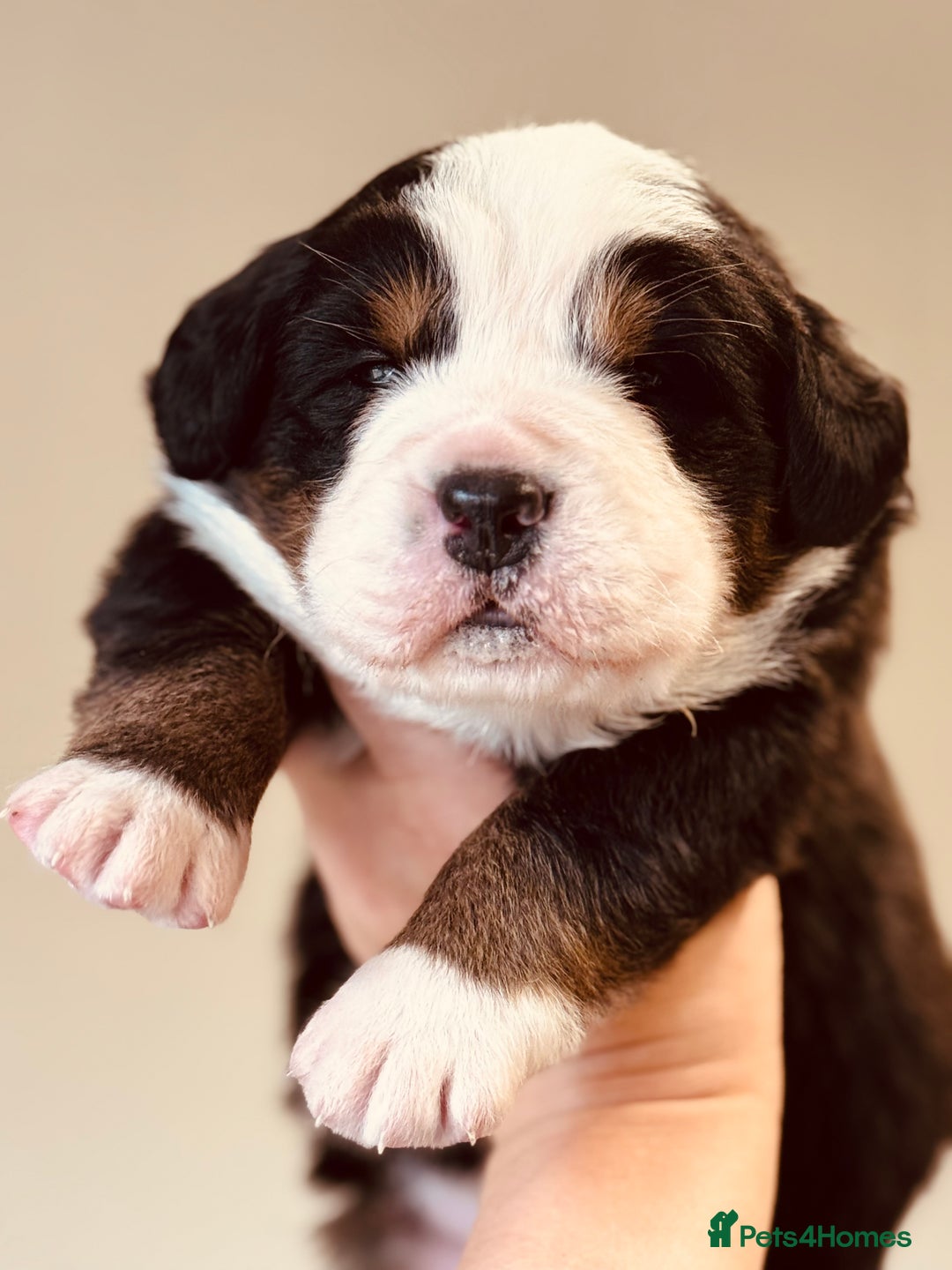 Bernese Mountain Dog dogs for sale: Beautiful KC Litter  - Advert 3