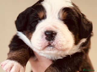 Bernese Mountain Dog dogs Beautiful KC Litter - Advert 1