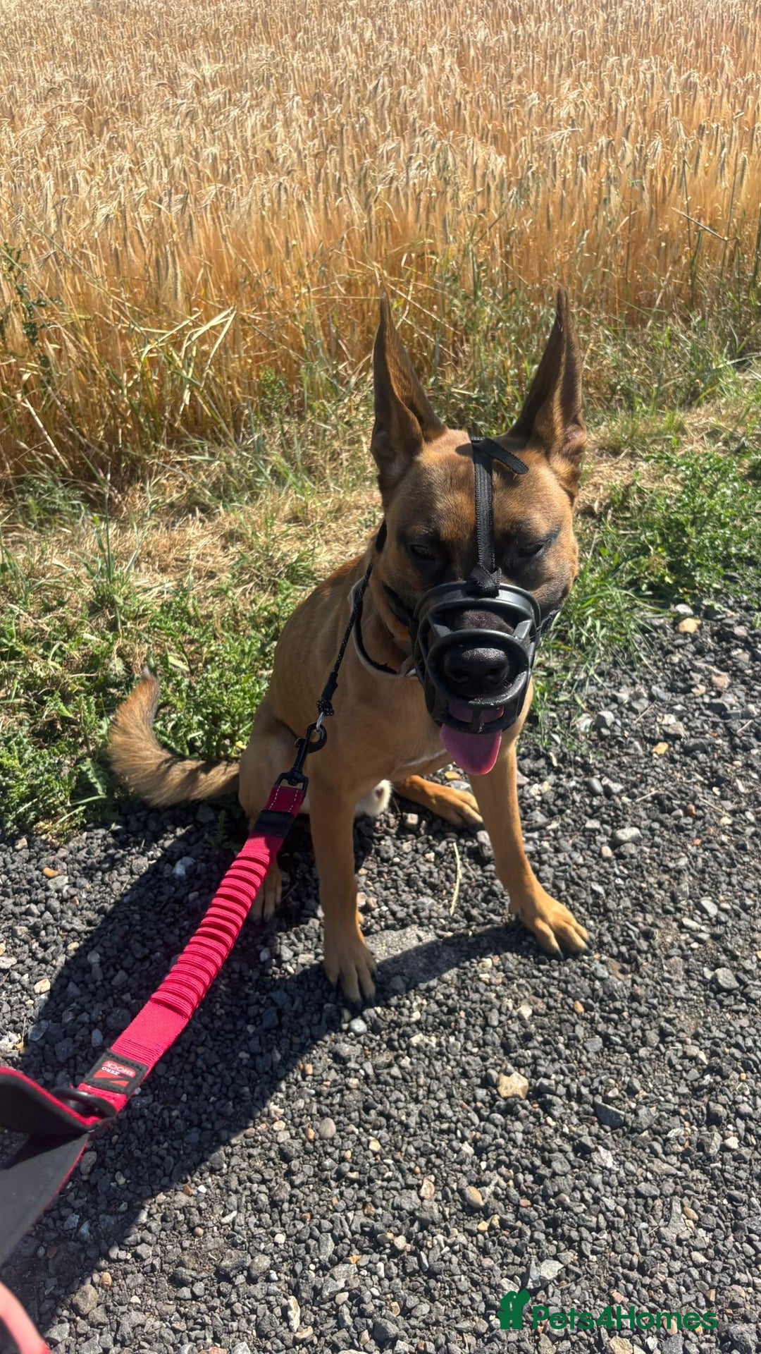 Belgian Shepherd Dog dogs for sale: Working dog available  - Image 2