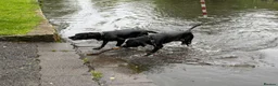 Labrador Retriever dogs for sale: Young KC Registered Labradors – Rehome Together in Edinburgh - Advert 3